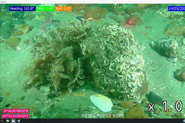 Livebild vom Meeresboden: Der Untergrund der Nordsee ist überwiegend sandig. Steine wie dieser bilden ein wichtiges Habitat für Pflanzen und Tiere.
