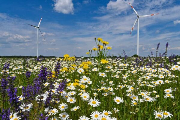Immer mehr Verbraucher wählen Ökostromtarife. Doch nicht alle bringen den Ausbau der erneuerbaren Energien voran: Worauf es bei der Auswahl des Ökostromtarifs ankommt.
