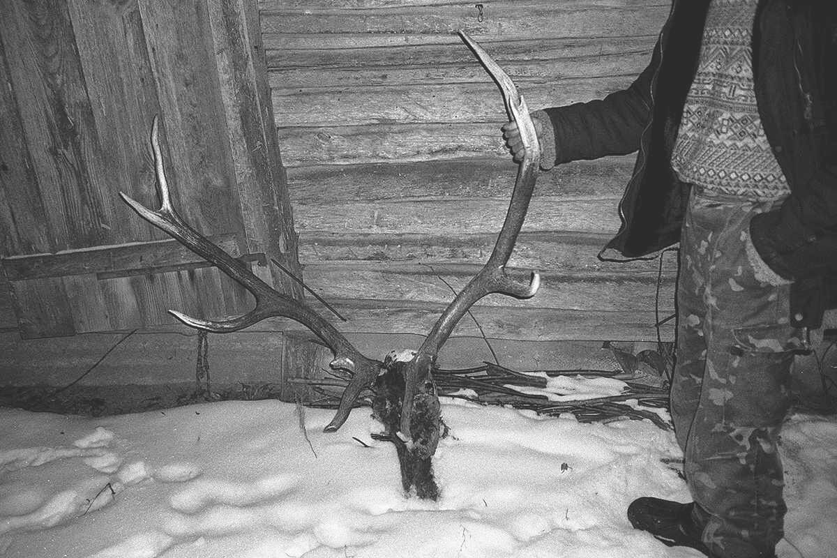 Diesen Hirsch hat ein Jäger in der Sperrzone von Tschernobyl erlegt. Auch das ist verboten, aber unter der lokalen Bevölkerung weit verbreitet. Foto: Arthur Bondar.