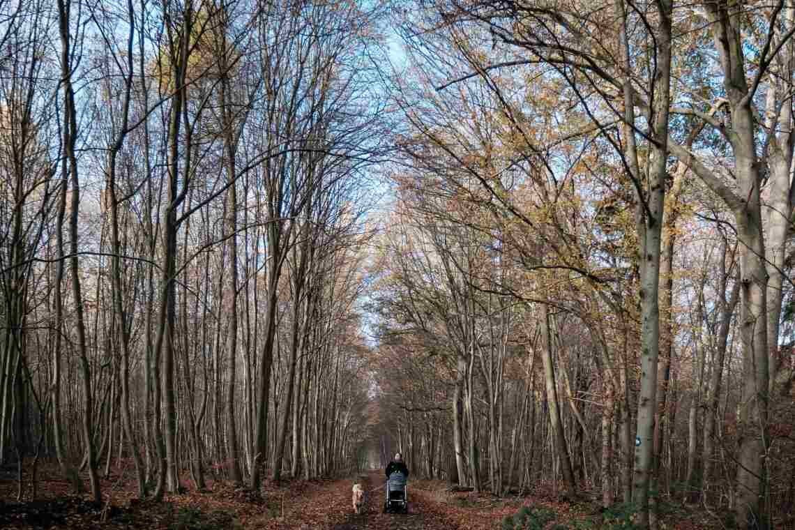 Kottenforst im Klimastress: Während viele Fichten der Erderwärmung zum Opfer gefallen sind, haben sich mit Mischwald bewachsene Flächen als resistenter erwiesen.