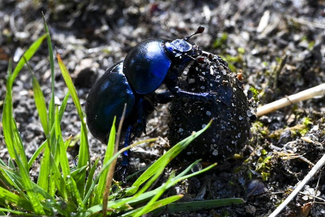 Ein blau schimmernder Mistkäfer legt Nahrungsvorräte für die Larven an. Dazu werden unterirdische Gänge und eine Brutkammer für die Ernährung aus Dung, Pilzen und Humus gegraben