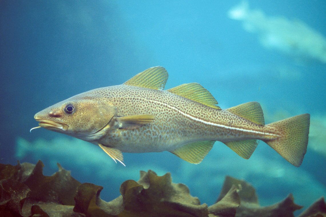 Kabeljau (Dorsch) in der Nordsee: Weil Offshore-Windparks für Fischkutter tabu sind, finden die Tiere darin Schutzzonen, in denen sich die Bestände erholen können.