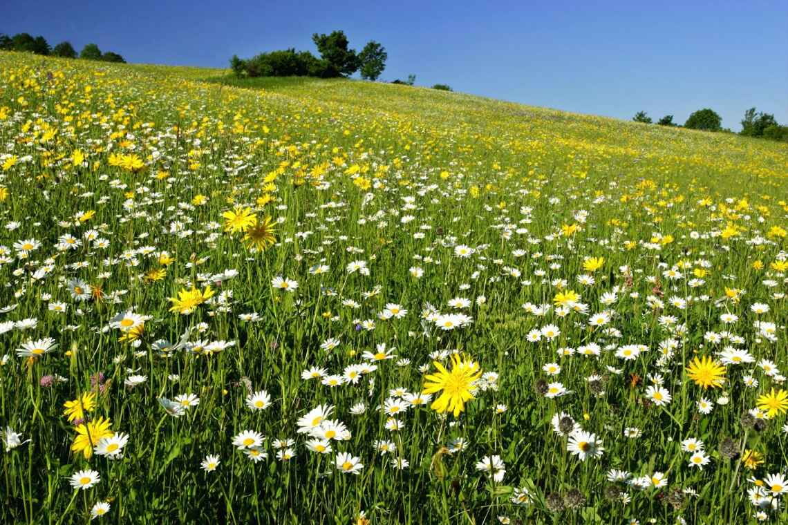 Blumenwiese/Idyll auf der Schwäbischen Alb: Darf hier ein Windpark gebaut werden?