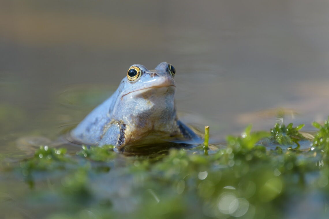 Ein Moorfrosch in einem Tümpel: Christian Ringenberg lässt auf seinen Feldern Moorfrosch-Inseln stehen, in denen die Tiere sich wohlfühlen.