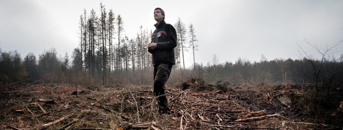 Förster Uwe Schölmerich im Kottenforst bei Bonn: Auf einer Fläche von mehr als zehn Fußballfeldern wurden abgestorbene Fichten abgeholzt.