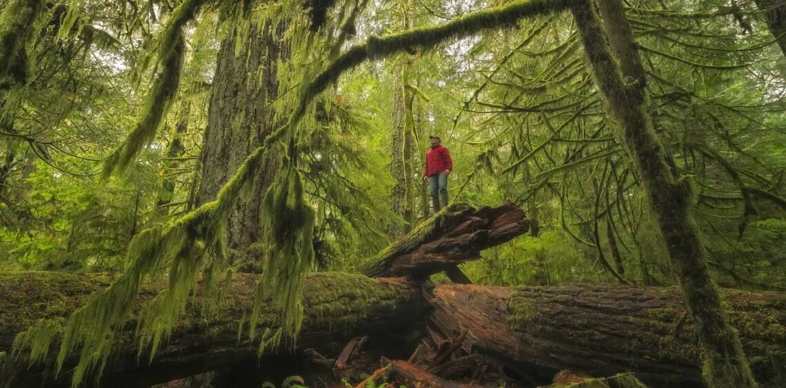 Der Regenwald auf Vancouver Island ist eine faszinierende Landschaft, die Jahr für Jahr Touristen anlockt.