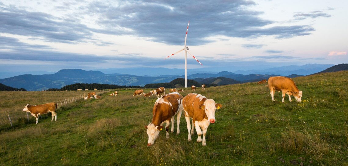 Kühe auf einer österreichischen Weide: Bislang gilt die Landwirtschaft vor allem als Treiber des Klimawandels. Künftig soll sie ihm entgegenwirken.