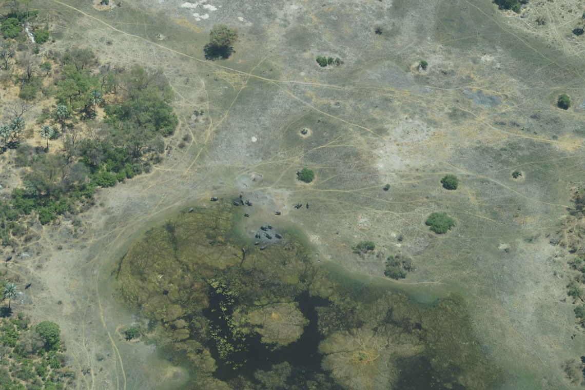 Luftbild vom Okavangodelta in Botswana: Elefantenherde an der Wasserstelle.