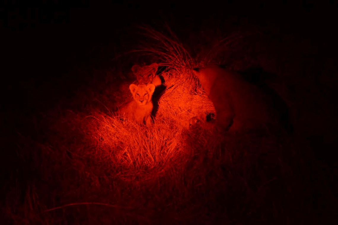 Löwenrudel im Okavangodelta bei Nacht