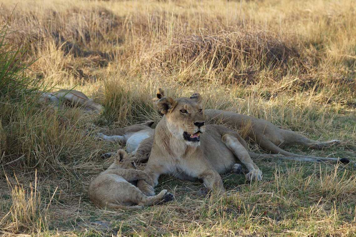 Eine Löwin und ihr Nachwuchs ruhen sich im Okavangodelta im Schatten aus.