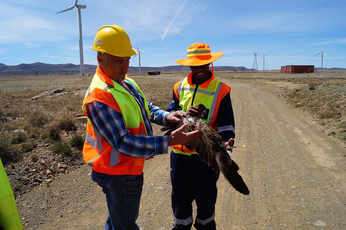 Auf dem Gelände der Dorper Wind Farm untersuchen Mark Ristow und ein Mitarbeiter des Windparks einen Adlerflügel.