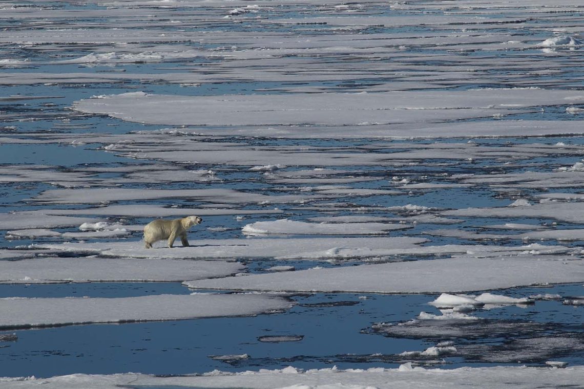 Symboltier des Klimawandels: Der Eisbär in der Arktis verliert durch die Erderwärmung seine Lebensgrundlage.