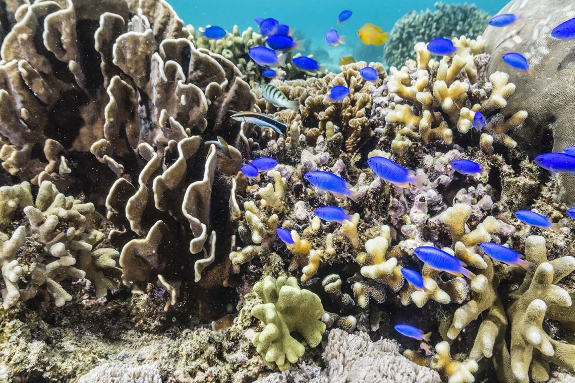 Korallen leiden unter dem Klimawandel: Sie vertragen die steigenden Temperaturen der Ozeane nicht.