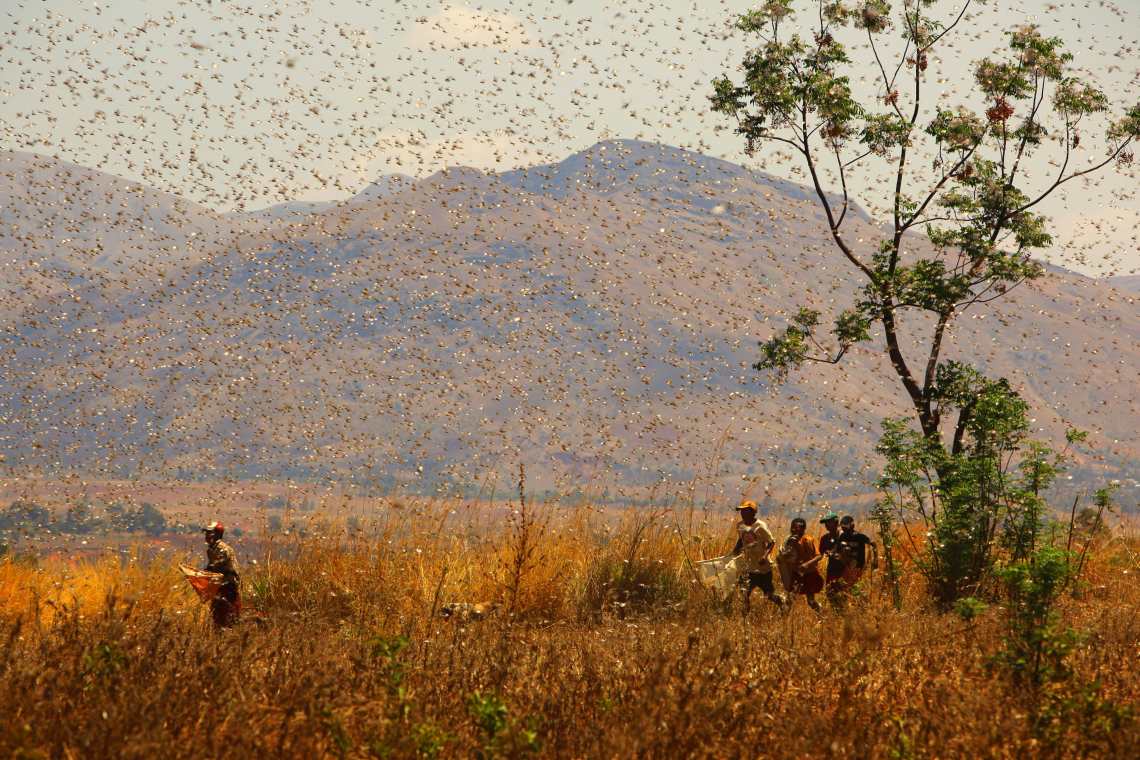 Heuschrecken-Plage 2020 in Afrika: Bauern im Hochland von Madagaskar kämpfen mit einfachsten Mitteln gegen den Schwarm.
