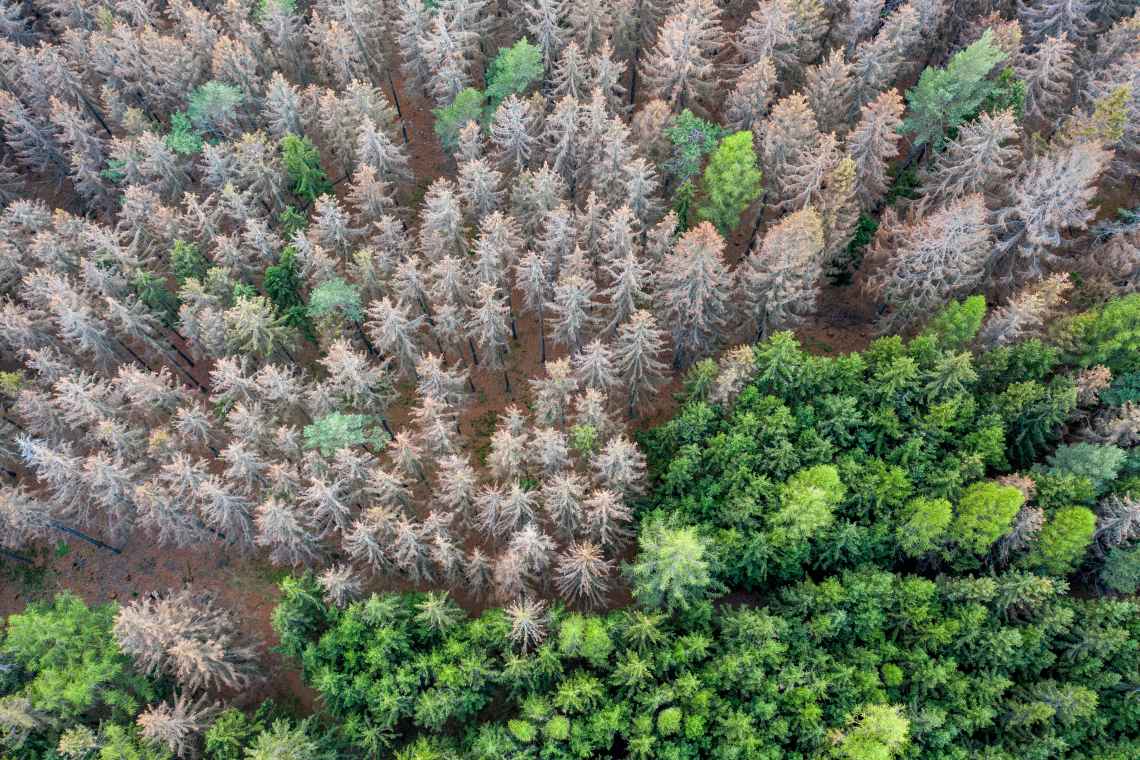 Abgestorbene Fichten im Taunus 2020: Der Klimawandel setzt dem deutschen Wald zu. #Waldsterben #Klimakrise #Borkenkäfer