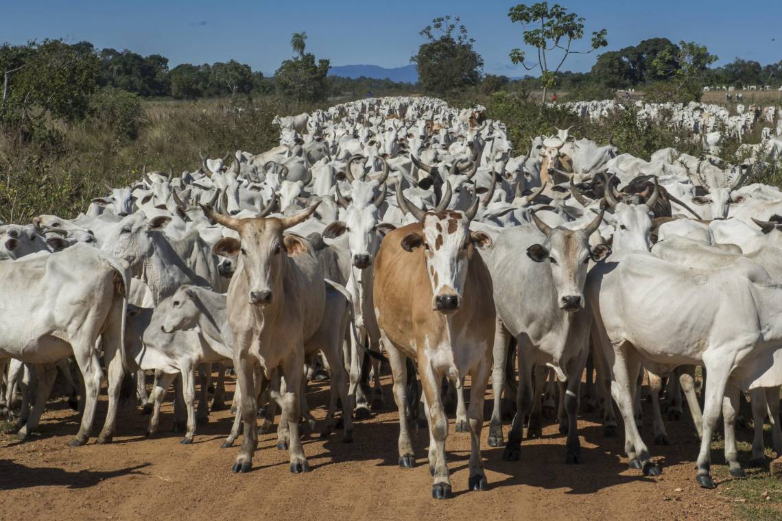 Rinderherde in Mato Grosso, Brasilien: Die Landwirtschaft ist der größte Verursacher von Methan-Emissionen weltweit.