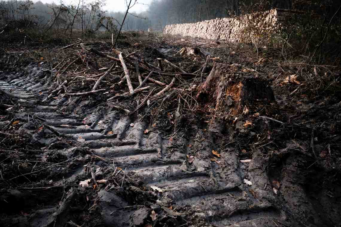 Rodung im Kottenforst bei Bonn: Auf einer Fläche von mehr als zehn Fußballfeldern wurden abgestorbene Fichten abgeholzt.