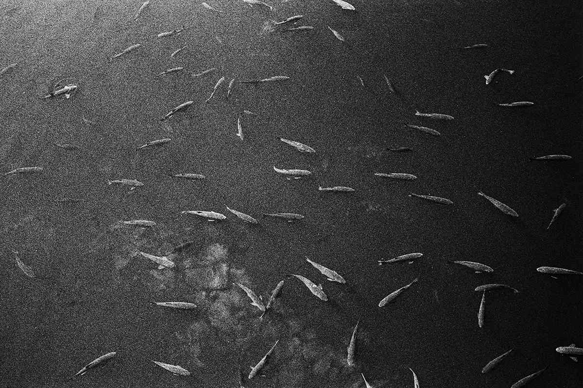 In einem Kühlbecken am zerstörten Reaktor in Tschernobyl tummeln sich Fische – groß und hochgradig verstrahlt. Angler haben wiederholt von „Riesenwelsen“ berichtet. Foto: Arthur Bondar.
