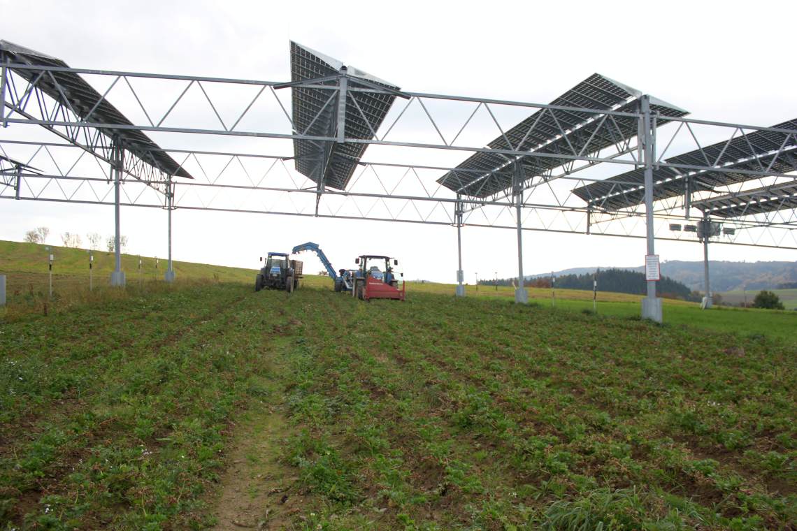 Agri-PV-Anlage: Uten wird Sellerie geerntet, oben sammeln Fotovoltaik-Paneele die Energie der Sonne.