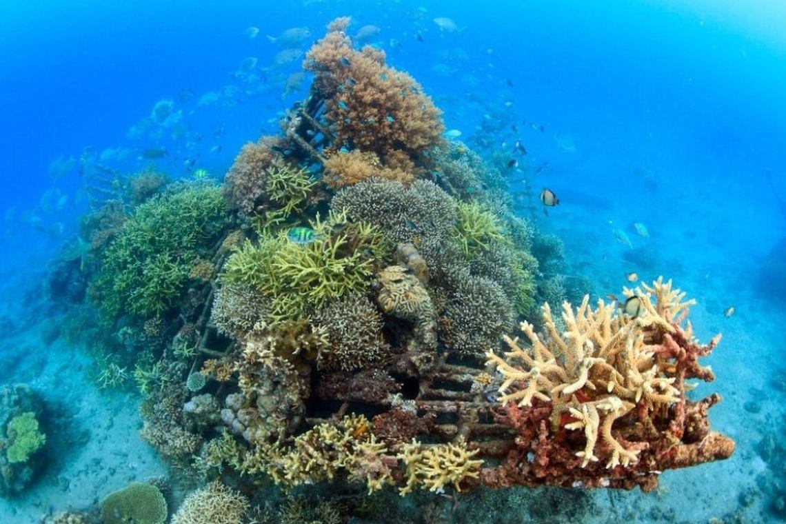 Biorock-Korallenriff auf Bali: Auf den Strukturen aus Stahlrohren werden Bruchstücke lebender Korallen befestigt, die darauf besonders gut wachsen.