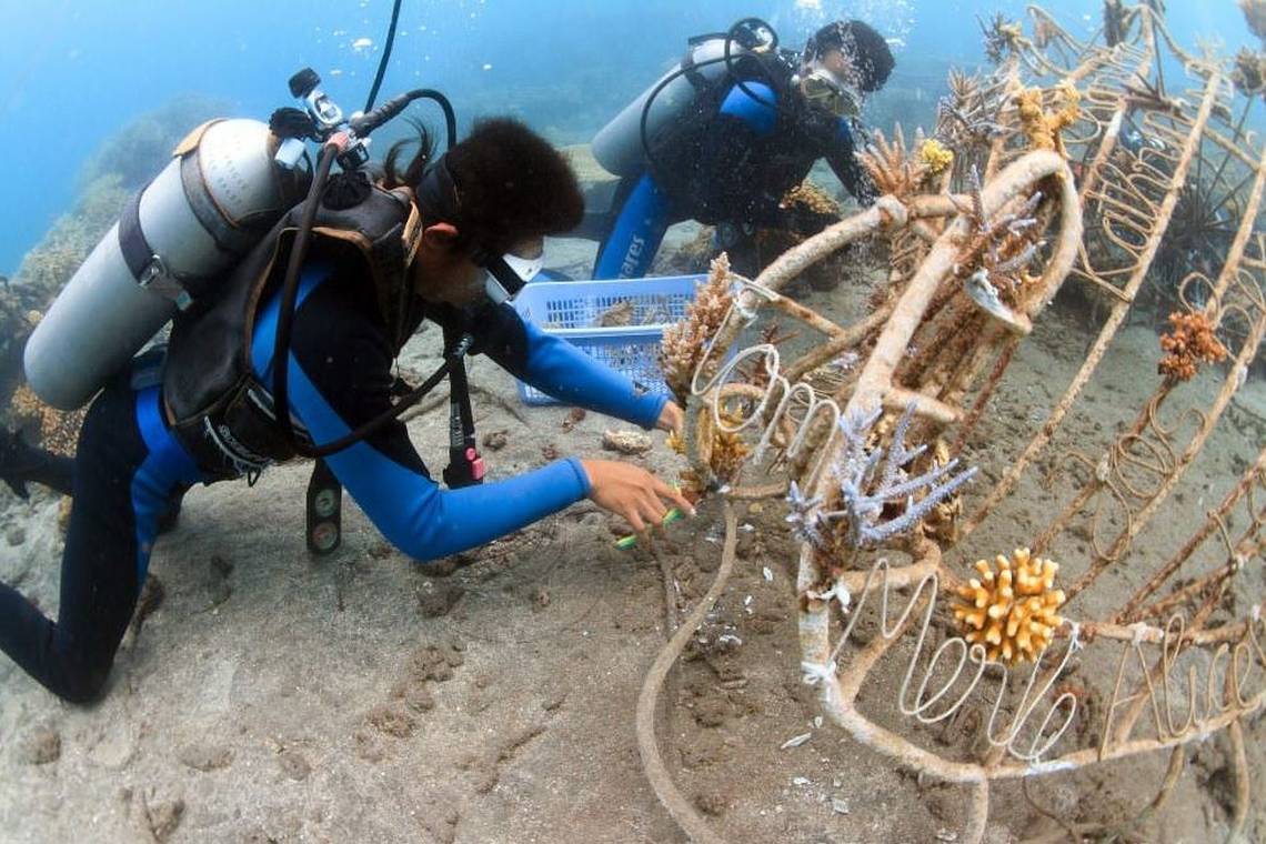 Taucher verkabeln eine Biorock-Struktur auf dem Meeresgrund vor Bali: Auf dem Gerüst sollen Korallen besonders schnell wachsen.