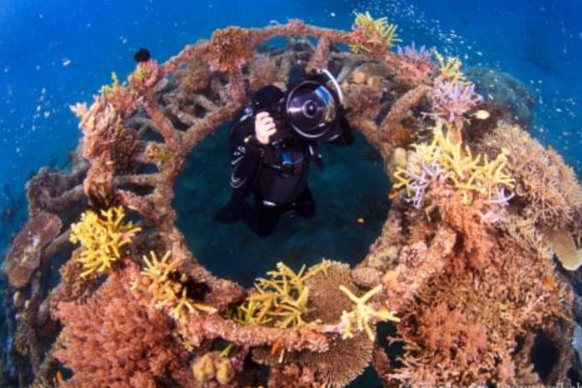 Ein Taucher in einem Biorock-Korallenriff: Tom Goreau arbeitet weltweit daran, künstliche Riffe zu errichten.
